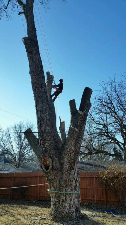 Tree Trimming Service Des Moines, Iowa