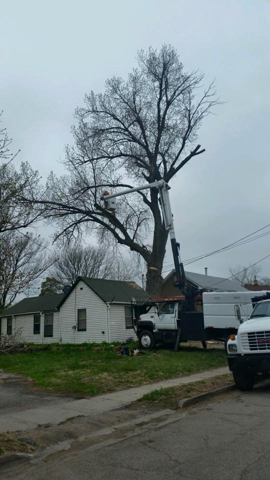 Tree Trimming Service Des Moines, Iowa